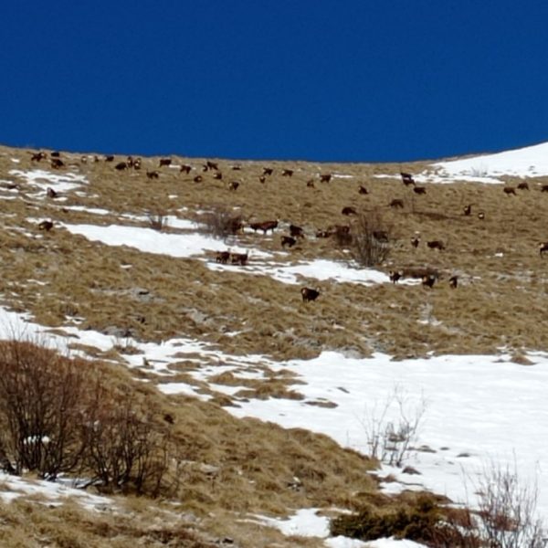 POZIV ZA RAZDUŽENJE - ZADUŽENJE LOVNIH KARATA, DOSTAVLJANJA IZVJEŠTAJNE I PLANSKE DOKUMENTACIJE